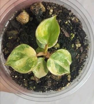 Philodendron billitiae variegated beschikbaar voor biedingen