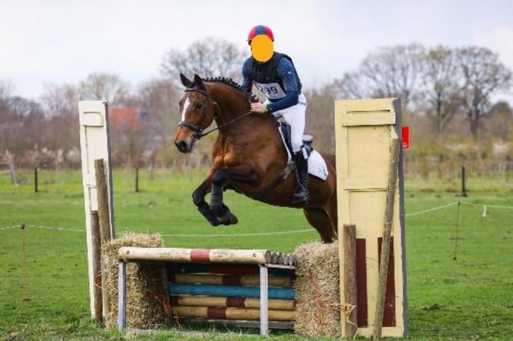 recreatiepaard te koop, Dieren en Toebehoren, Paarden, Merrie, Niet van toepassing, 165 tot 170 cm, 11 jaar of ouder, Recreatiepaard