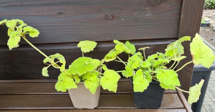 kamerplant Kindje-op-moeders-schoot - 0,50/potje, Huis en Inrichting, Kamerplanten, Ophalen