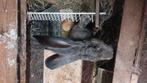 Veel keuze in jonge vlaamse reuzen, Dieren en Toebehoren, Groot