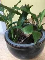 Spathiphyllum Lepelplant in geglazuurde pot, Huis en Inrichting, Kamerplanten, Overige soorten, In pot, Minder dan 100 cm, Bloeiende kamerplant