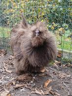 Usa choco frizzle zijdehoen haan, Dieren en Toebehoren, Pluimvee