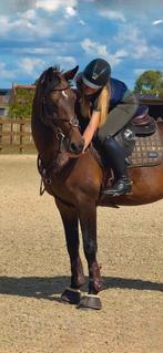 Halve stal gezocht voor mijn 10 jarige merrie, Dieren en Toebehoren, Merrie, Springpaard, Gechipt, M