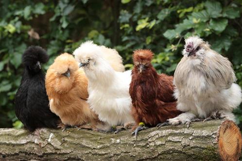 sierkippen, Dieren en Toebehoren, Pluimvee