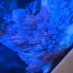 Erythropodium Caribaeorum, Dieren en Toebehoren, Vissen | Aquariumvissen