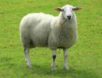 Schapen te koop, Dieren en Toebehoren, Schapen, Geiten en Varkens, Schaap