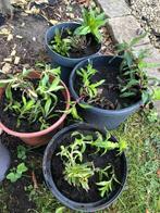 Dianthus barbatus/duizendschoon, Zomer, Tweejarig, Overige soorten, Ophalen