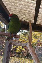 Kakariki´s te koop, Dieren en Toebehoren, Vogels | Parkieten en Papegaaien
