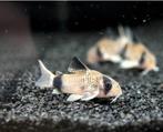 Panda corydoras gezocht., Dieren en Toebehoren, Vissen | Aquariumvissen