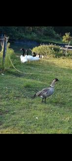 Hawaiigans vrouwtje siergans, Animaux & Accessoires, Volatiles, Femelle, Oie ou Cygne