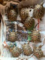 Tortue terrestre grecque 2022., Tortue