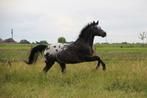 Dekhengst Quarter appaloosa beschikbaar TER DEKKING, Dieren en Toebehoren, Hengst