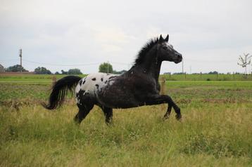 Dekhengst Quarter appaloosa beschikbaar TER DEKKING beschikbaar voor biedingen