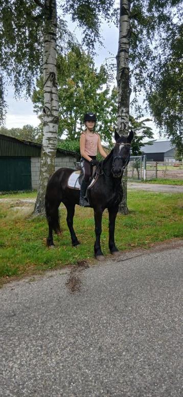 Lieve D pony beschikbaar voor biedingen