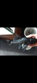 Pleco 38cm of ruilen met Malawi cichliden, Animaux & Accessoires, Enlèvement, Comme neuf