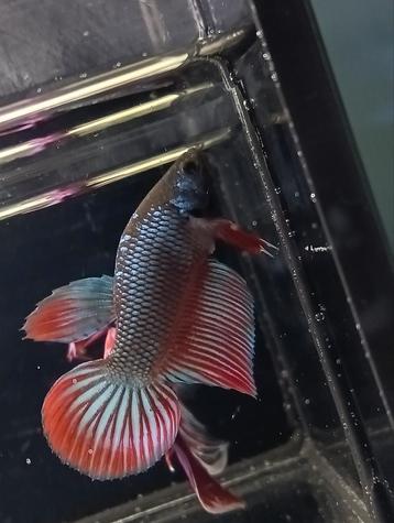 Speciale actie Betta wild type kruising man beschikbaar voor biedingen