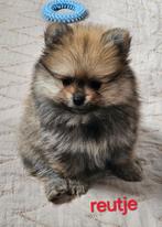 Pomchi pups, Dieren en Toebehoren, België, CDV (hondenziekte), 8 tot 15 weken, Meerdere