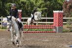 A / B pony te huur in halve stal, Dieren en Toebehoren, B