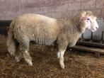 Mooi poll dorset ram, Dieren en Toebehoren, Mannelijk, Schaap, 0 tot 2 jaar