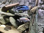 malawi  cichliden + Ancistrus triradiatus, Animaux & Accessoires, Poissons | Poissons d'aquarium