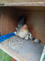 Kip met 7 kuikens, Kip
