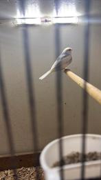 Goudvink bonte man 25, Dieren en Toebehoren