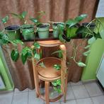 Epipremnum, Mortsel, Ophalen