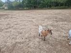 geitjes te koop, Dieren en Toebehoren, Schapen, Geiten en Varkens, Vrouwelijk, Geit, 0 tot 2 jaar