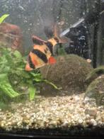 3x sumatraan en 1  botia, Vis, Zoetwatervis, Schoolvis