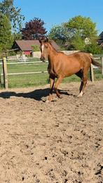9 jarige lieve merrie 162cm, Dieren en Toebehoren, Paarden, Niet van toepassing, 7 tot 10 jaar, 160 tot 165 cm, Recreatiepaard