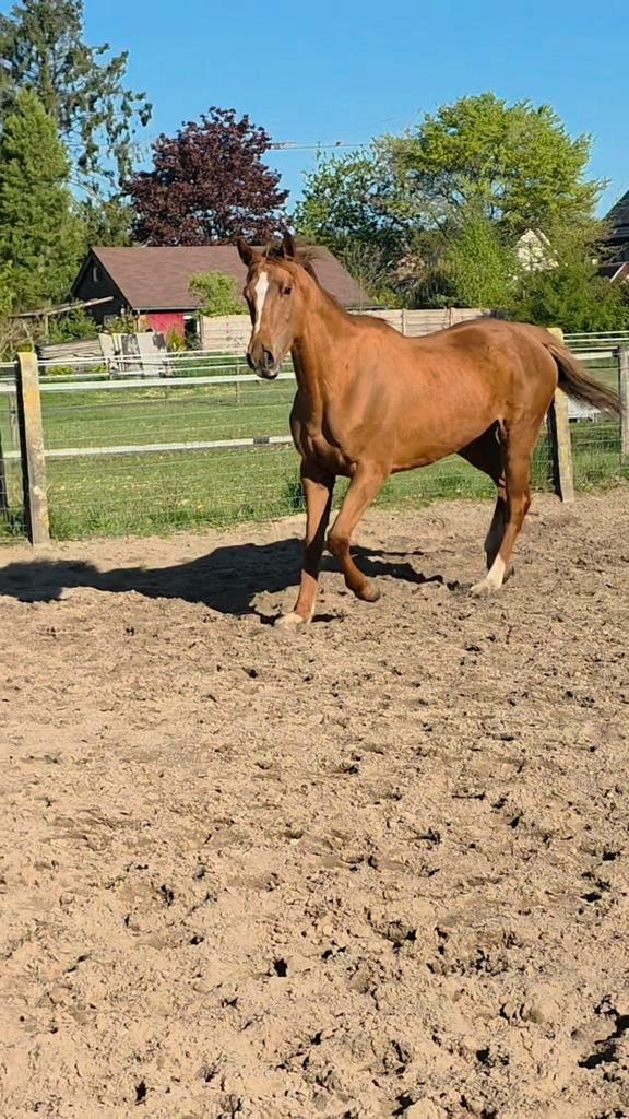 9 jarige lieve merrie 162cm, Dieren en Toebehoren, Paarden, Merrie, Niet van toepassing, 160 tot 165 cm, 7 tot 10 jaar, Recreatiepaard