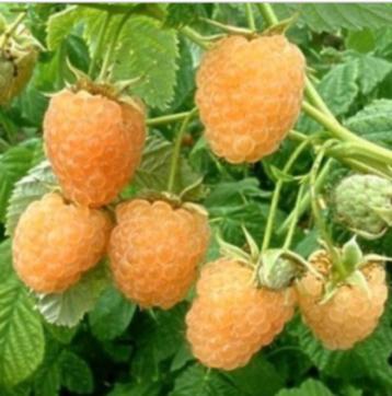 Gele framboos/Rubus ideaus 'Fallgold'