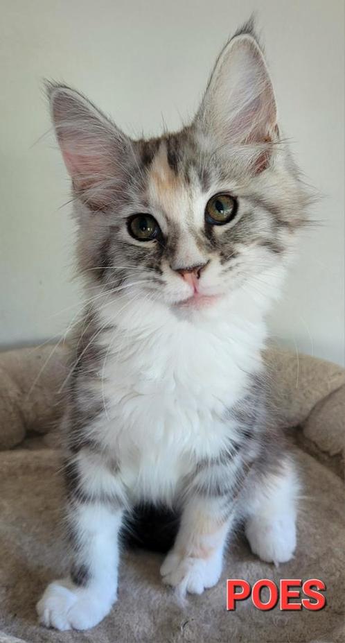Maine Coon kittens, Dieren en Toebehoren, Katten en Kittens | Raskatten | Langhaar, Meerdere dieren, 0 tot 2 jaar, Gechipt, Ontwormd