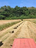 petits ballots de foin et paille, Animaux & Accessoires, Nourriture pour Animaux, Enlèvement, Bétail