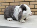 Konijn meisje, Dieren en Toebehoren, Konijnen, Vrouwelijk, Klein, Hangoor, 0 tot 2 jaar