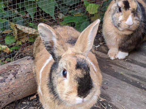 GRATIS - 2 konijnen en konijnenhok met toebehoren, Dieren en Toebehoren, Konijnen, Klein, Mannelijk, 0 tot 2 jaar