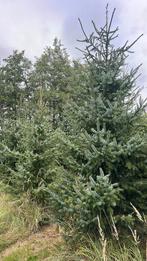 Kerstdennen amorika, Tuin en Terras, Planten | Bomen, Ophalen