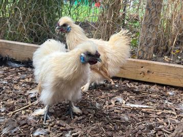 Zijdehoen kriel haantjes  citroen beschikbaar voor biedingen