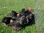 UK Peking (mini Cochinkriel), Dieren en Toebehoren, Vrouwelijk, Kip