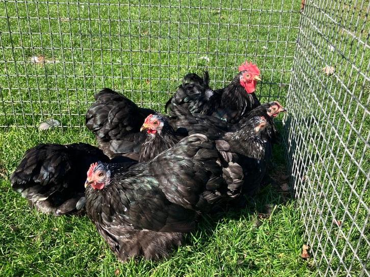UK Peking (mini Cochinkriel), Dieren en Toebehoren, Pluimvee, Kip, Vrouwelijk