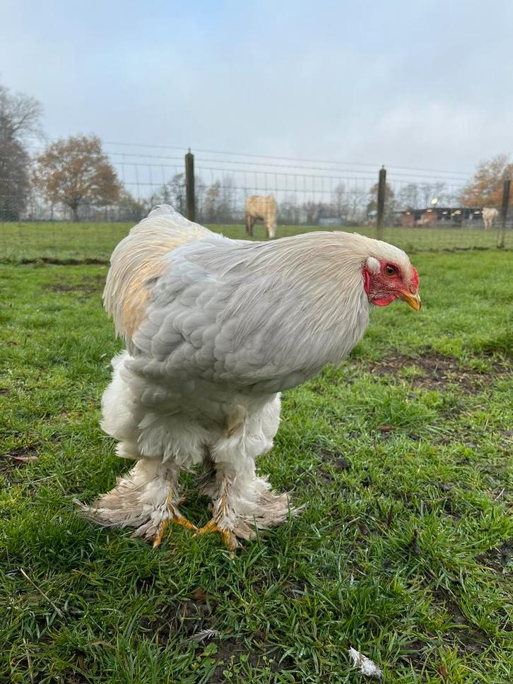 Brahma hanen krulveer en gladveer, Animaux & Accessoires, Volatiles, Poule ou poulet, Mâle