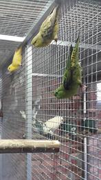 Catharina parkiet lutino pop 2024, Dieren en Toebehoren, Vrouwelijk, Parkiet, Geringd