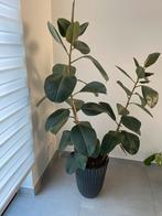 Plant Ficus elastica, Huis en Inrichting, Kamerplanten, Ophalen, Ficus