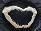 Mâchoire de requin dents de requin dents de requin, Fossile, Enlèvement ou Envoi