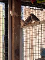 4 koppels zebravinken, Dieren en Toebehoren, Vogels | Overige Vogels