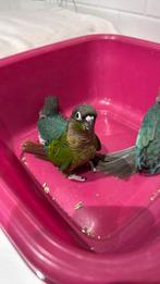 Pyrrurha molinae voor jonge kinderen, Dieren en Toebehoren, Vogels | Parkieten en Papegaaien, Geslacht onbekend, Parkiet, Geringd
