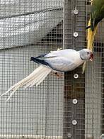 halsbandparkieten  kweekparen, 2022 tot 2025, Meerdere dieren, Parkiet, Geringd