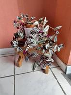 Bloeiende driekleurige natuurlijke plant