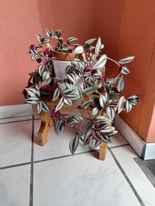 Bloeiende driekleurige natuurlijke plant, Huis en Inrichting, Woonaccessoires | Kunstplanten en Kunstbloemen