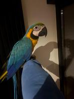 Ara, Animaux & Accessoires, Femelle, Perroquet, Parleur